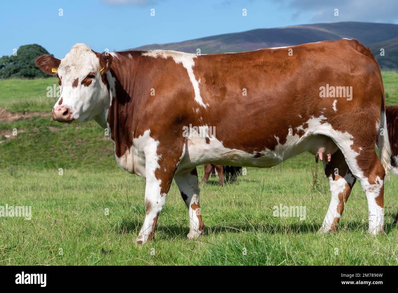 Hereford incrociano la vacca nutrice di manzo Limousin sul pascolo dell'altopiano, Cumbria, Regno Unito. Foto Stock