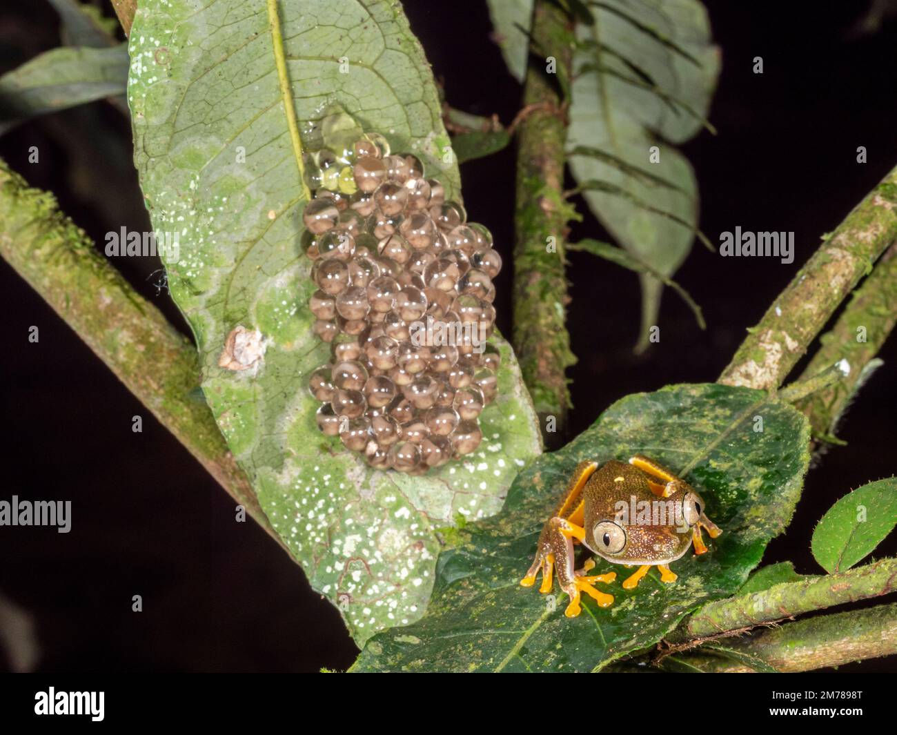 Frizione di uova della rana delle scimmie amazzoniche (Agalychnis hulli), provincia di Orellana, Ecuador con il padre in primo piano Foto Stock