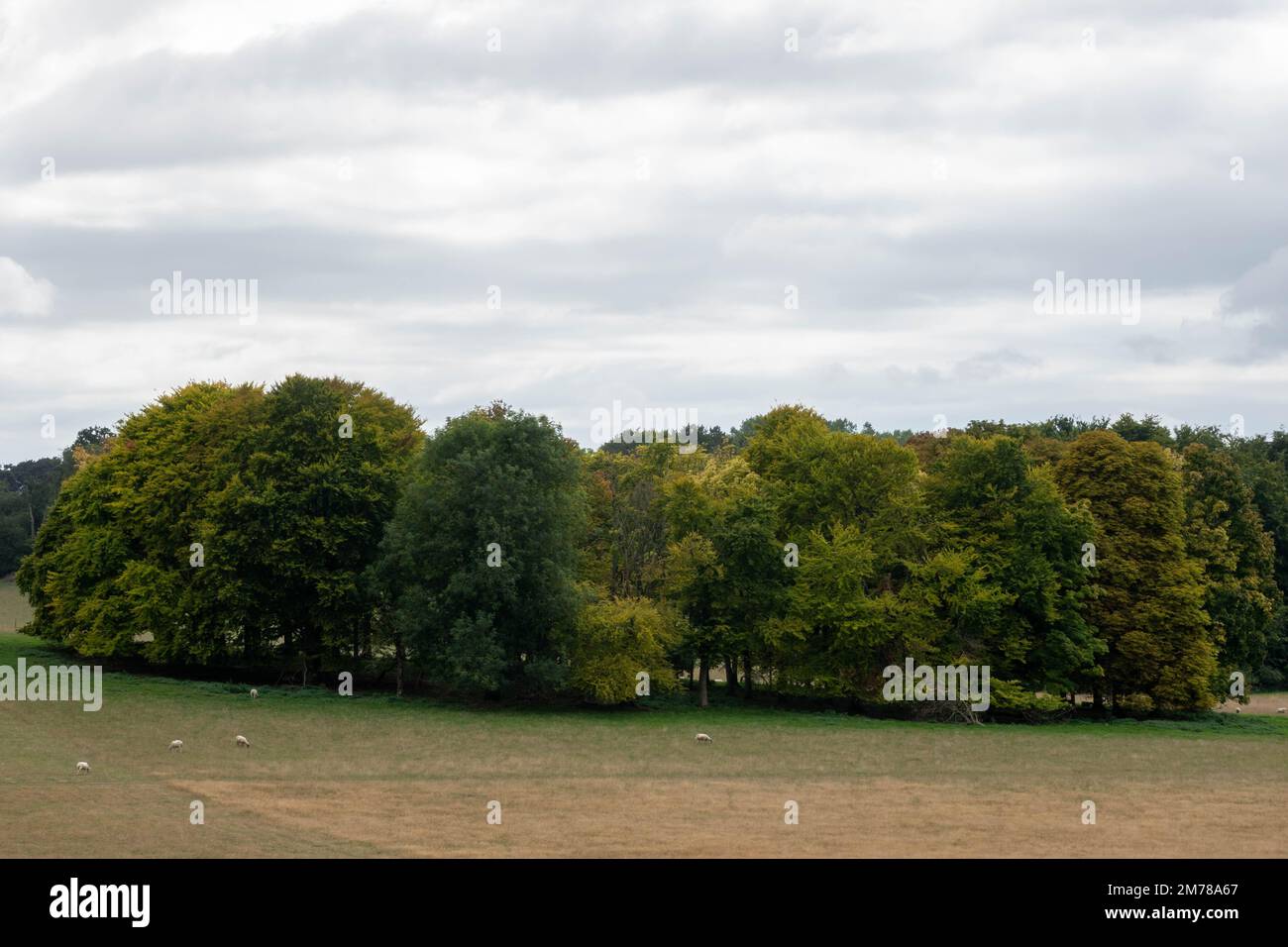 Pecore che pascolano per cerchio di alberi appena cominciando ad ottenere il colore autunnale nella campagna inglese Foto Stock