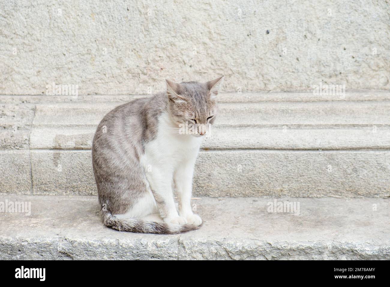 Un gatto grigio siede accanto ad una parete di cemento. Foto Stock