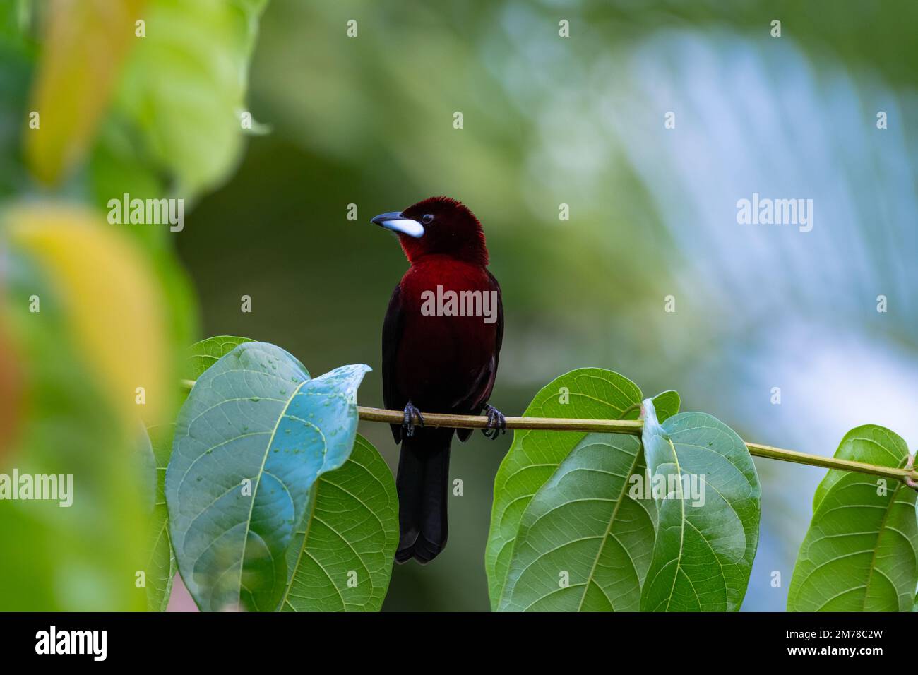 Il bellissimo uccello tanager rosso dal becco d'argento si trova su un ramo della foresta pluviale di Trinidad e Tobago. Foto Stock