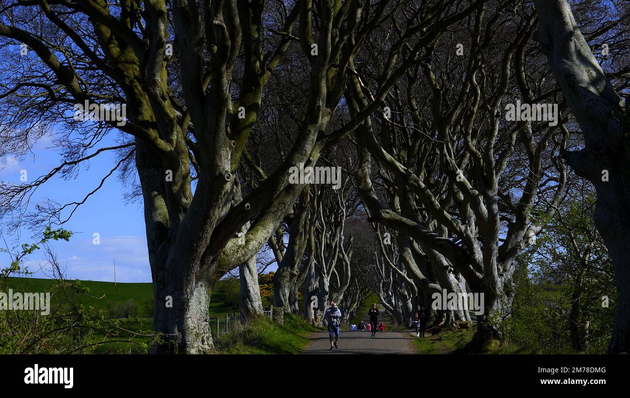 Famosi Dark Hedges nell'Irlanda del Nord - Fotografia di viaggio Foto Stock