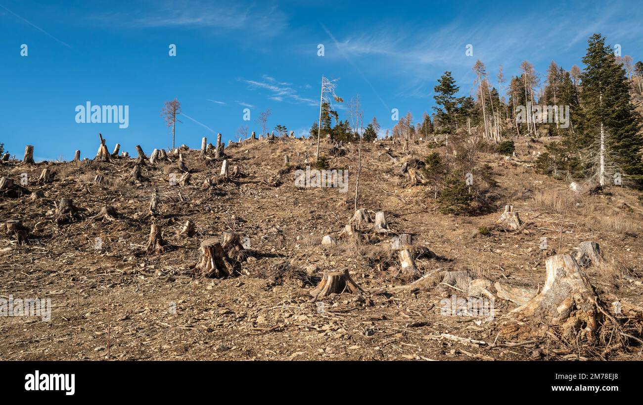 Danni causati dalla tempesta VAIA (ciclone Adrian) sul Lagorai nel mese di ottobre 2018, alberi morti e boschi di abeti.Levico Terme, Trentino Alto Adige, Italia Foto Stock
