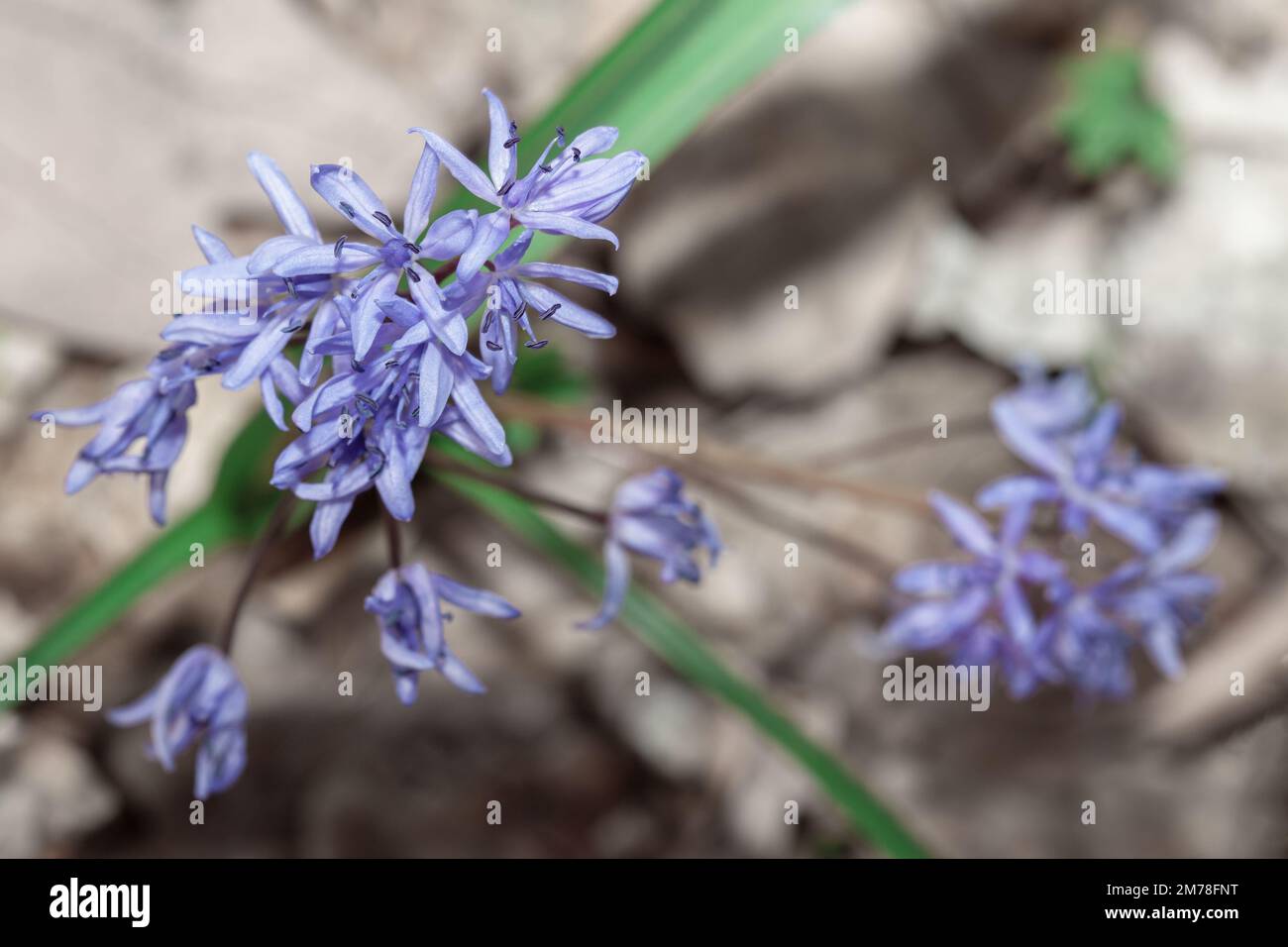 Fioritura di fiori primaverili . Violette in primavera Foto Stock