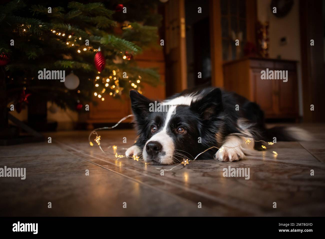Border Collie sdraiato sul pavimento con luci festive. Carino cane bianco e nero al coperto con albero di Natale. Foto Stock
