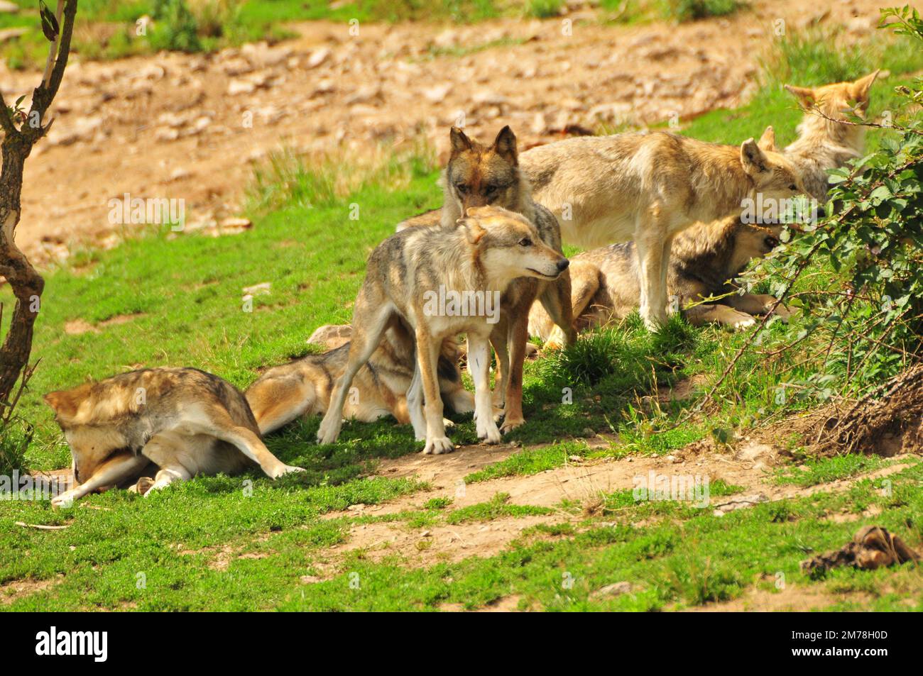 La vista dei lupi messicani, Canis lupus baileyi riposando sul terreno con erba verde. Foto Stock