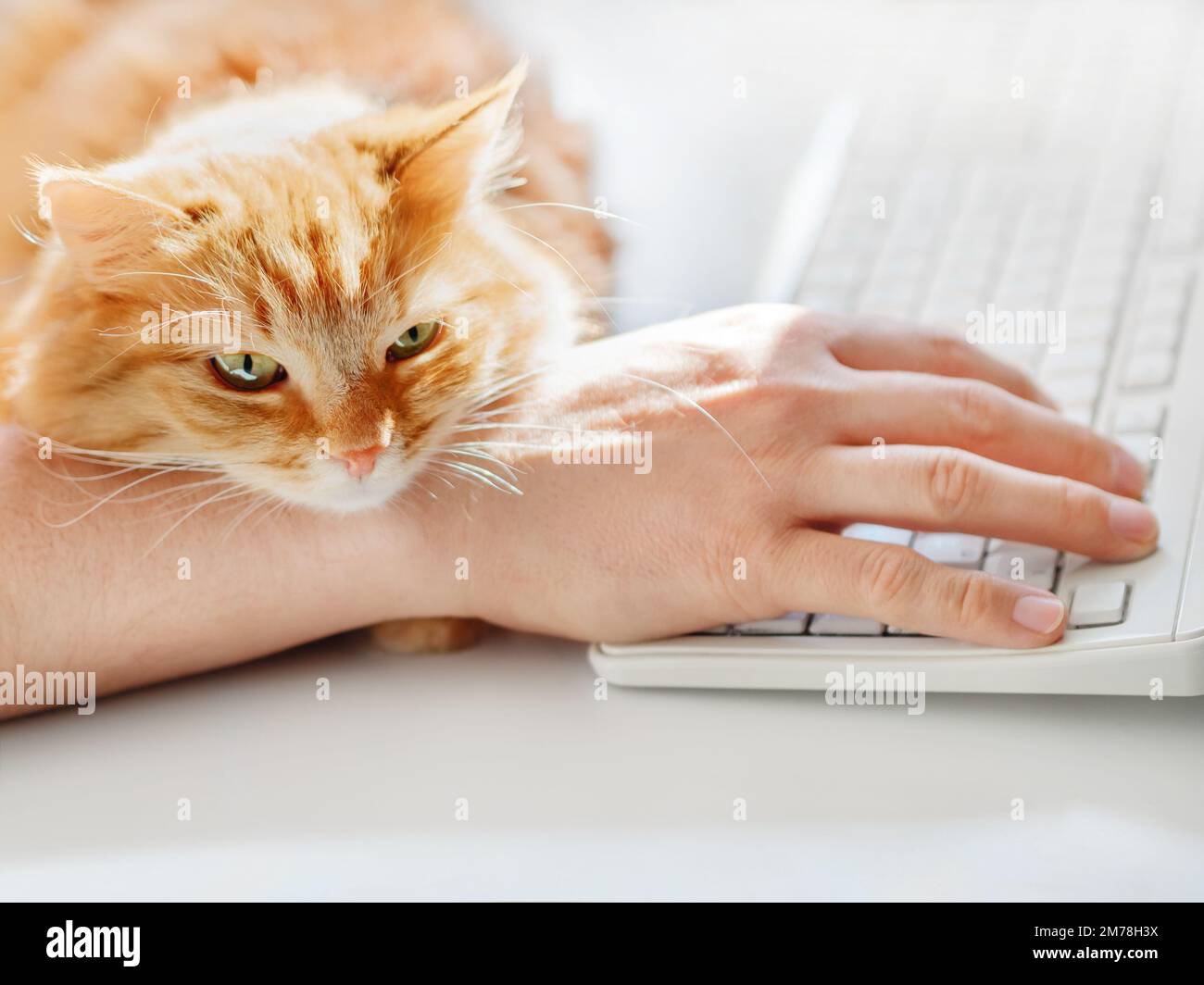 L'uomo sta scrivendo alla tastiera del computer. Gatto zenzero carino che schizza sulla mano dell'uomo. Cucciolo di pelliccia che si coccola fino al proprietario e che intralcia il suo lavoro. Foto Stock