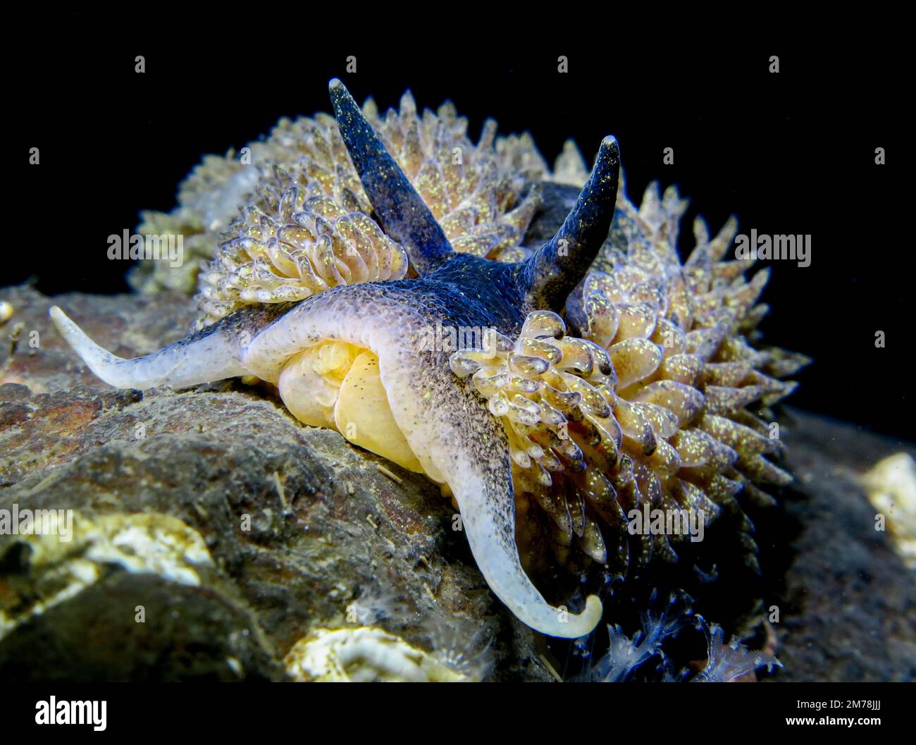 Grigio mare Slug Aeolidia papillosa dalla Norvegia Foto Stock