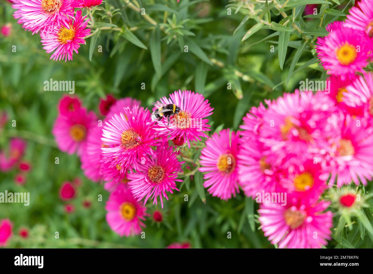 un bumblebee su un fiore in estate Foto Stock