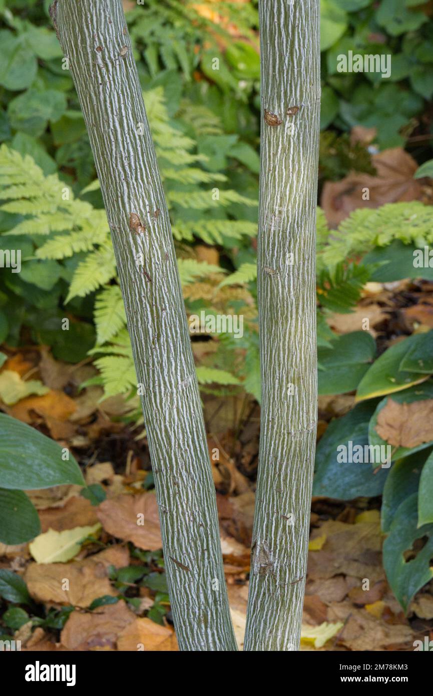 Corteccia striata di acero ornamentale Acer White Tigress albero nel giardino d'autunno UK ottobre Foto Stock