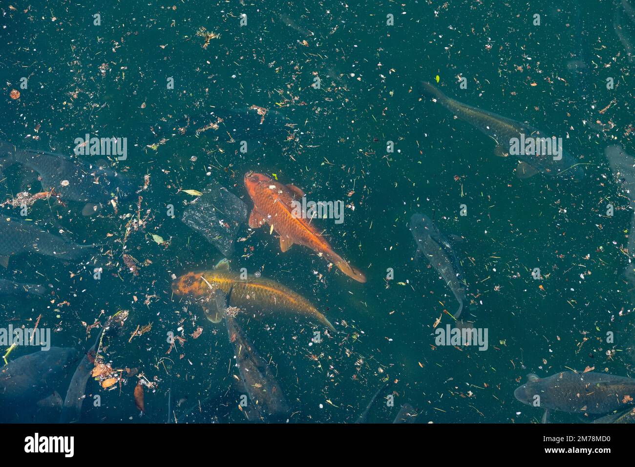 Pesci selvatici nuotano in acqua sporca tra immondizia. Foto Stock