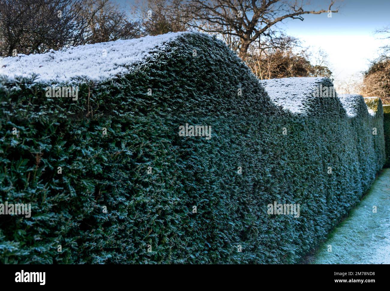 Gelido giorno d'inverno dopo una nevicata che mostra ben tagliato alto formale siepe giardino - Berkshire, Inghilterra, Regno Unito Foto Stock
