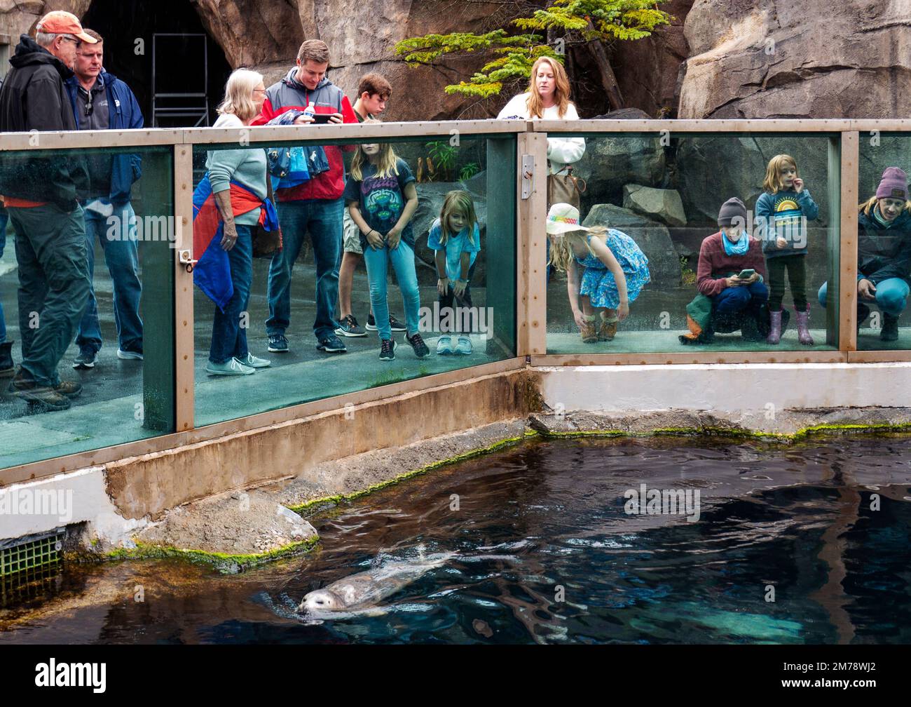 I turisti che osservano le foche inanellate; Phoca hispida; Alaska SeaLife Center; Resurrection Bay; Seward; Alaska; USA Foto Stock