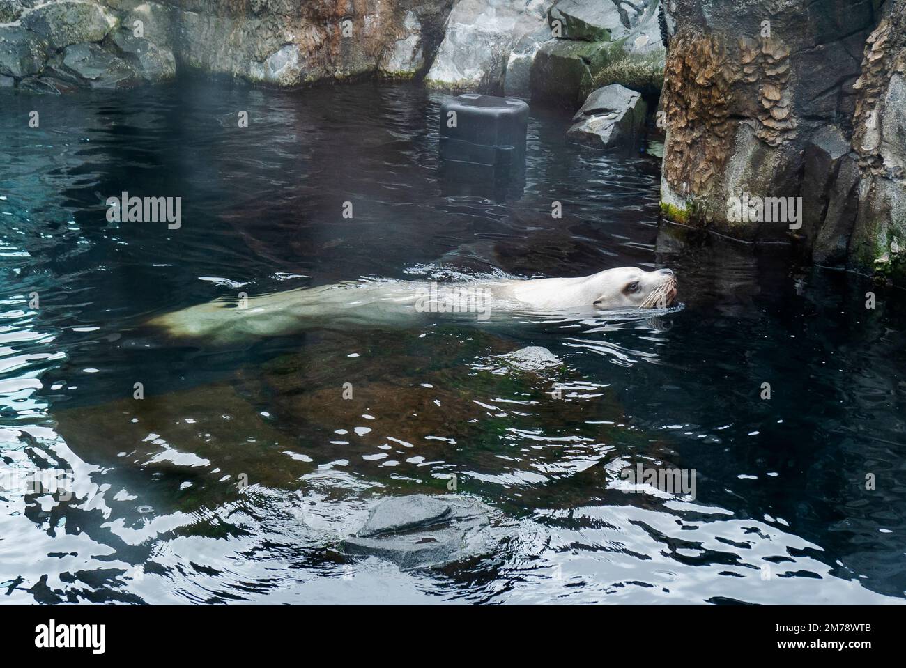 Steller Sea Lion; Eumetopias jubatus; in un grande acquario con pareti di vetro; Alaska SeaLife Center; Resurrection Bay; Seward; Alaska; STATI UNITI Foto Stock