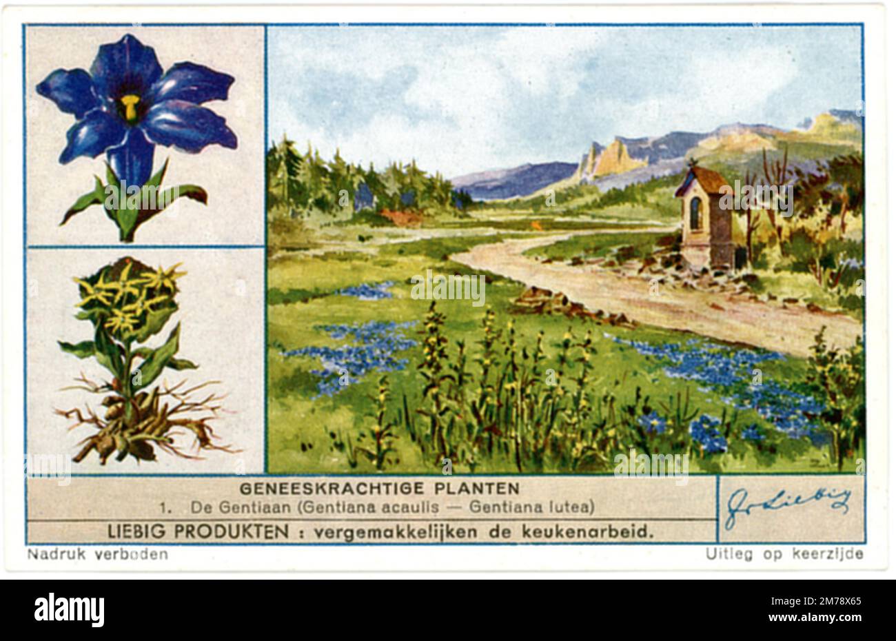 Stemless Gentian;genziana gialla, rappresentazione su una carta commerciale Gentiana acaulis;Gentiana lutea, (, ), Kochscher Enzian;Gelber Enzian, Darstellung auf einer Sammelkarte Foto Stock