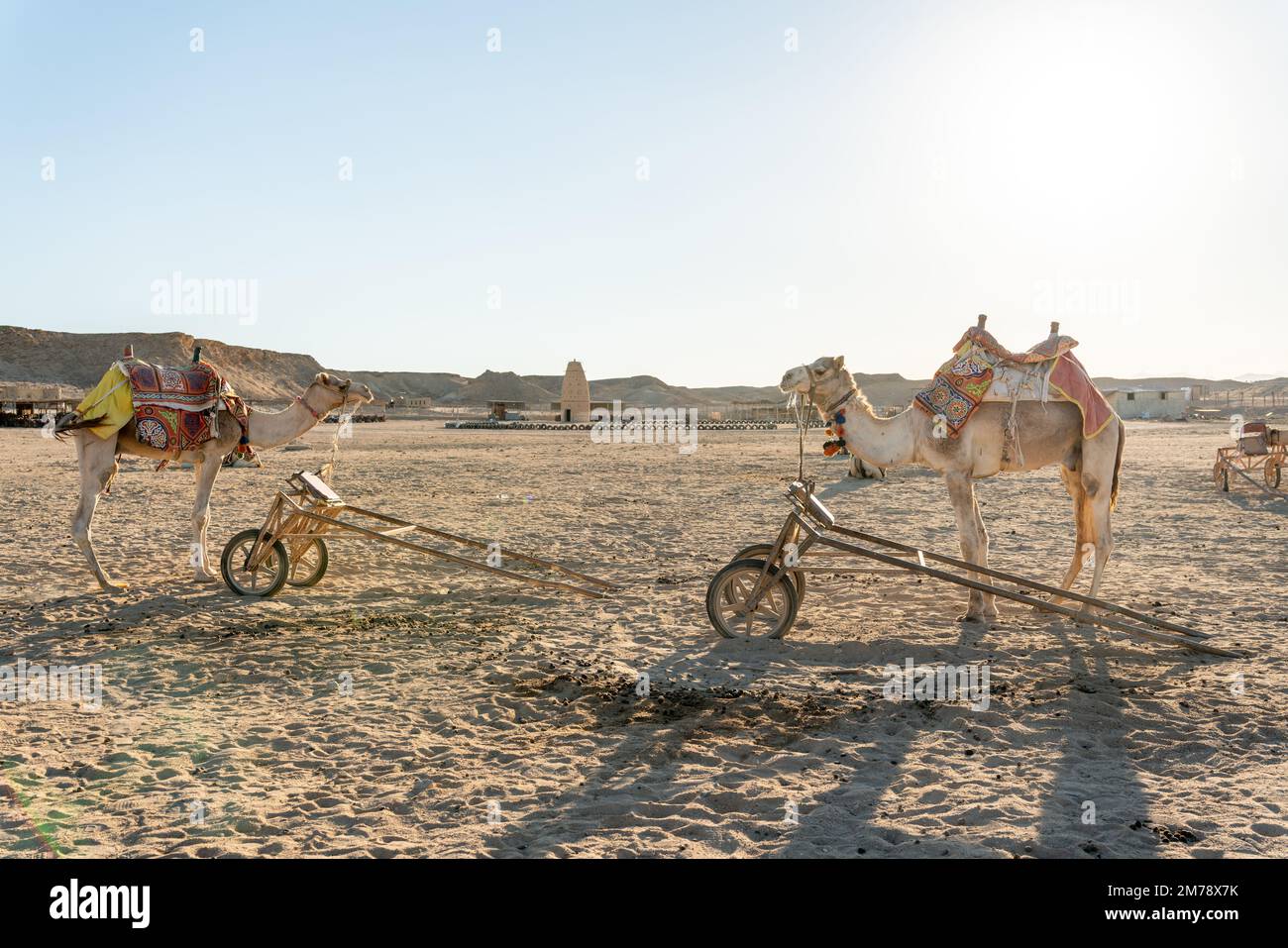 Cammello al campo beduino Foto Stock