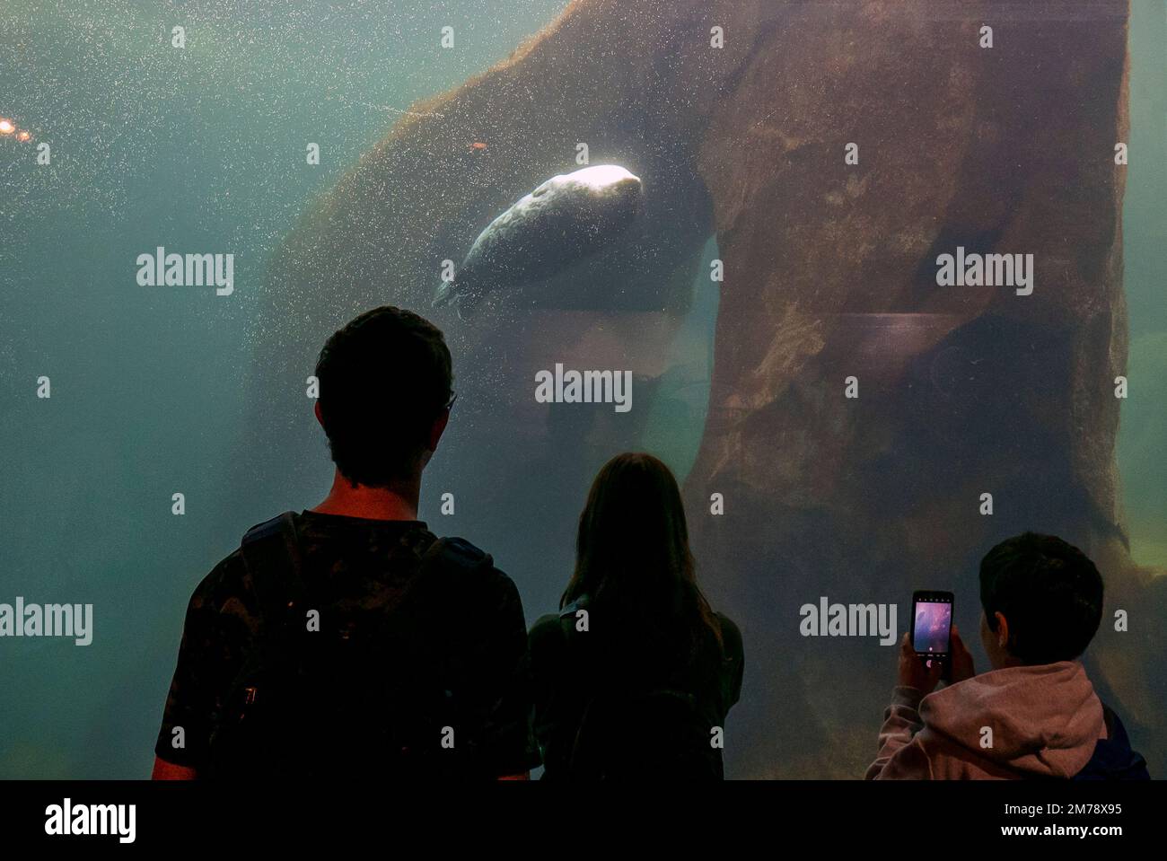 I turisti che osservano le foche inanellate; Phoca hispida; Alaska SeaLife Center; Resurrection Bay; Seward; Alaska; USA Foto Stock