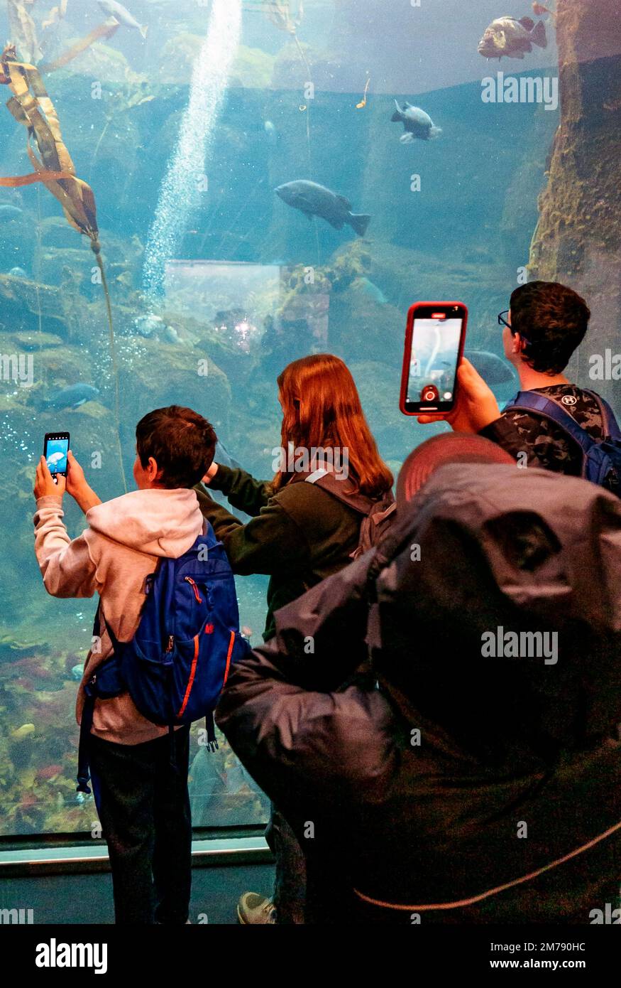 I turisti che osservano pesci subacquei in un grande acquario con pareti di vetro; Alaska SeaLife Center; Resurrection Bay; Seward; Alaska; STATI UNITI Foto Stock