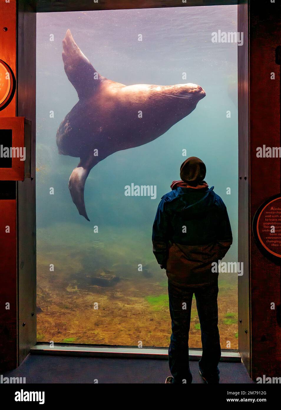 Turisti che visitano Steller Sea Lion; Eumetopias jubatus; Alaska SeaLife Center; Resurrection Bay; Seward; Alaska; USA Foto Stock