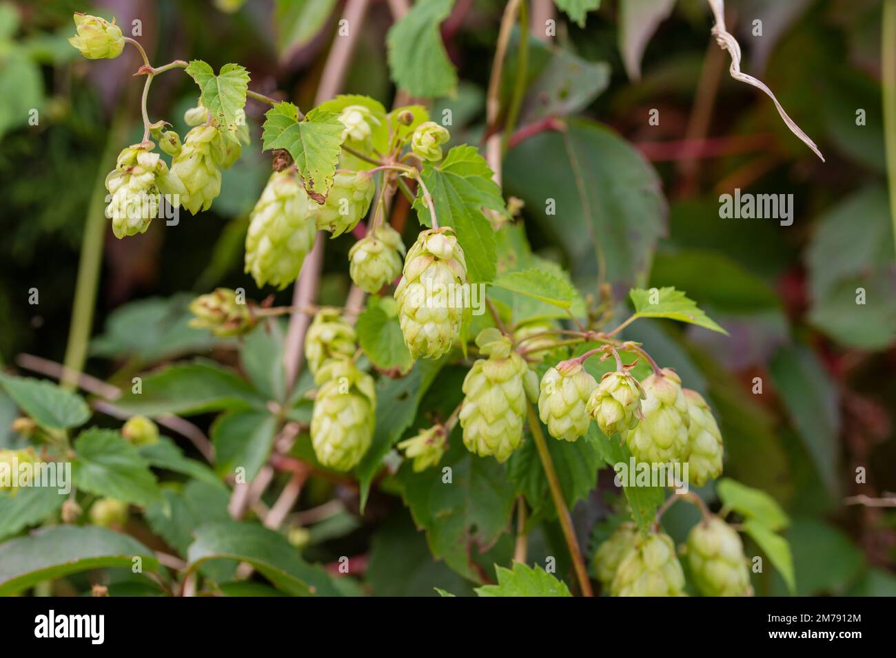 I coni di luppolo verde crescono su un cespuglio in previsione del raccolto. Estate. Foto Stock