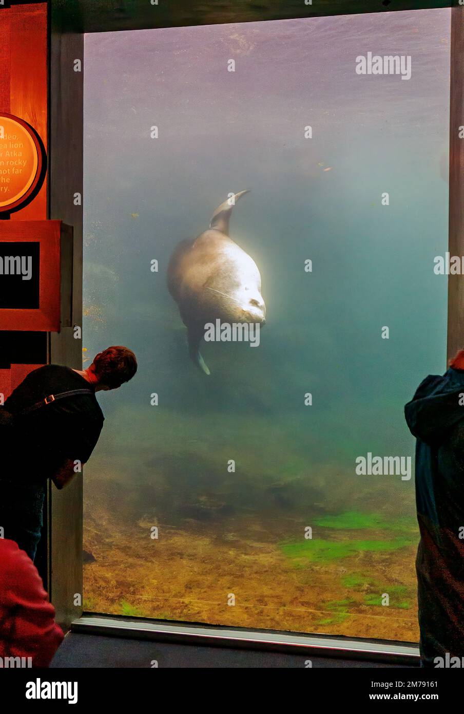 Turisti che visitano Steller Sea Lion; Eumetopias jubatus; Alaska SeaLife Center; Resurrection Bay; Seward; Alaska; USA Foto Stock