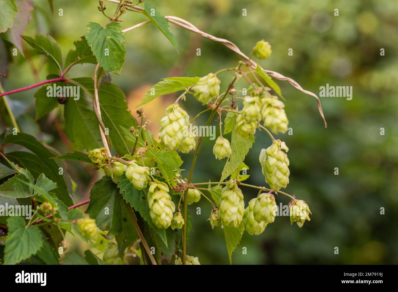 I coni di luppolo verde crescono su un cespuglio in previsione del raccolto. Estate. Foto Stock