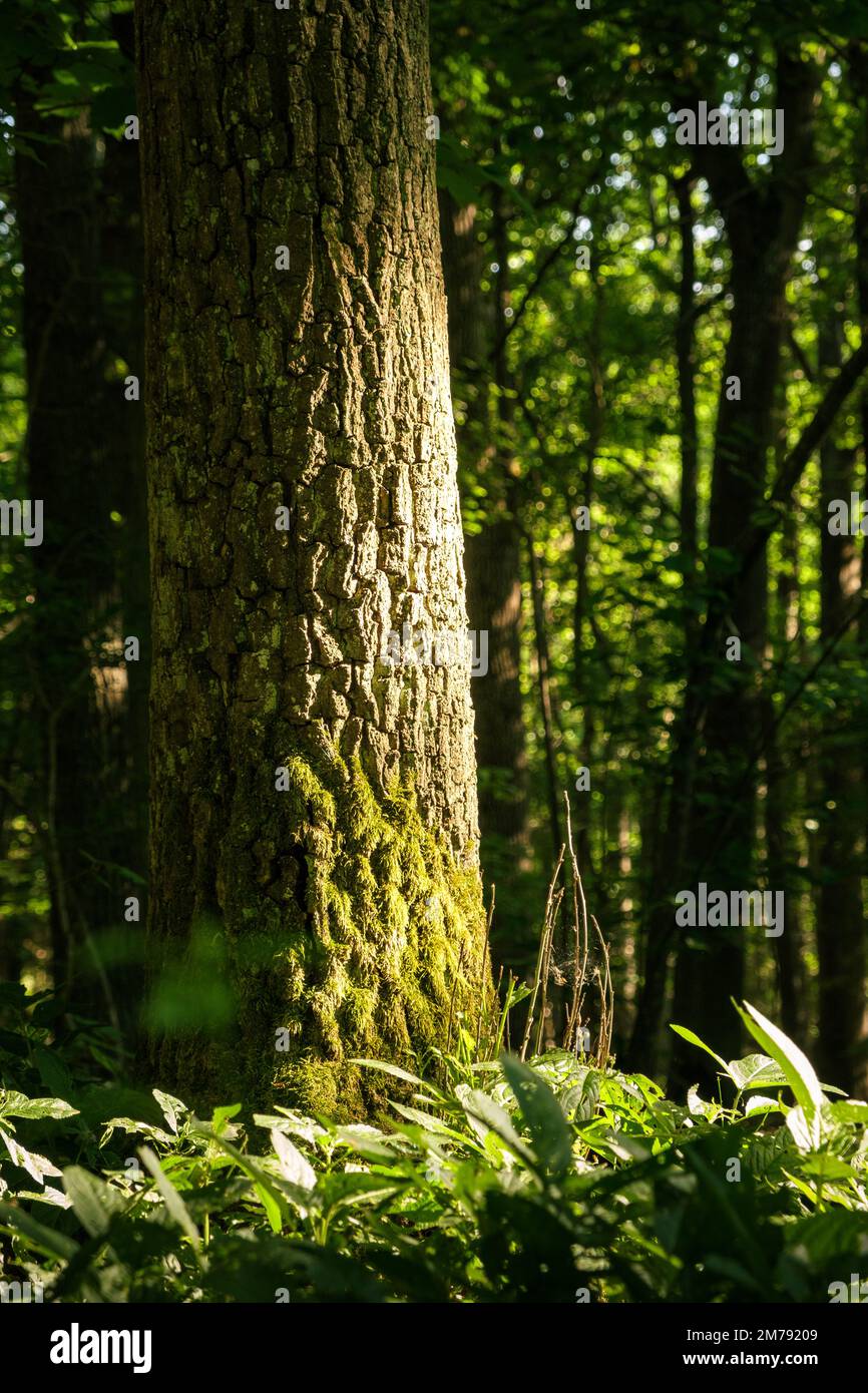 Tronco di quercia alla luce del sole nella foresta tedesca con verde in primo piano. Foto Stock