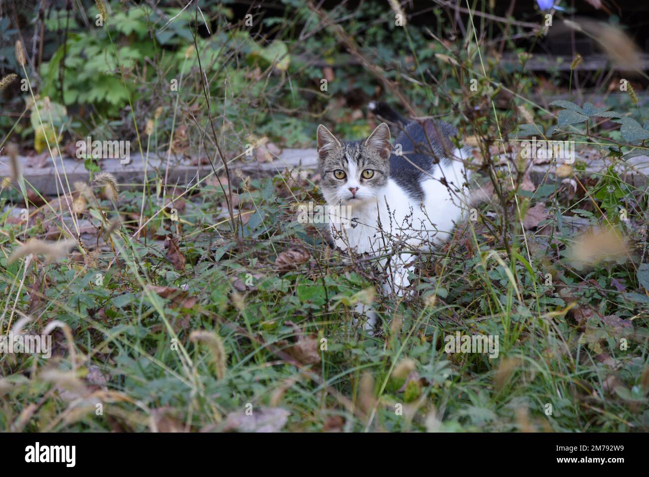Un gatto seduto in erba alta Foto Stock