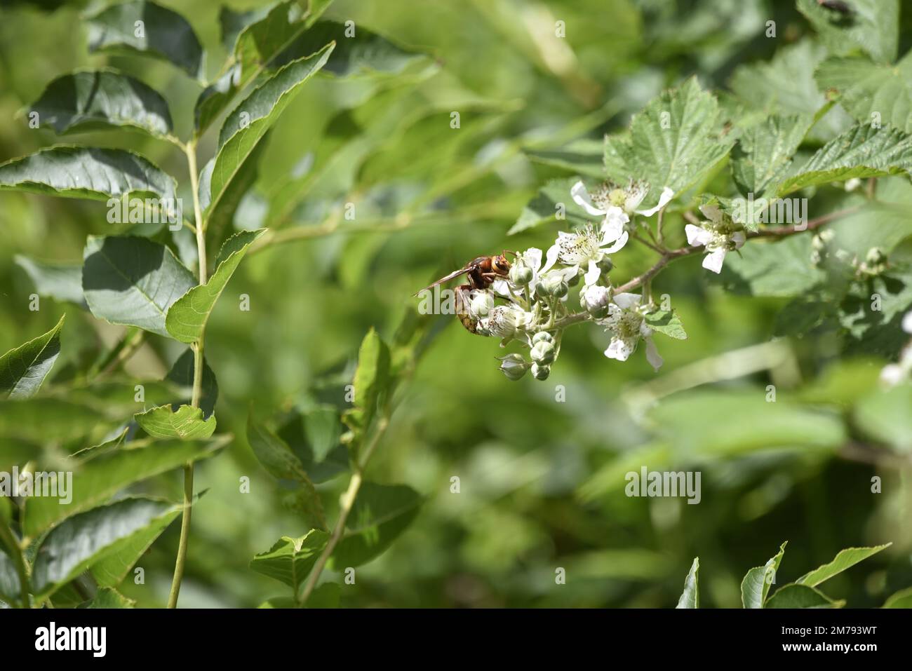 European Hornet (Vespa crabro) in Right-Profile, Middle of Image, su un fiore bianco selvaggio in un giorno soleggiato contro un verde sfondo verde in Galles, Regno Unito Foto Stock