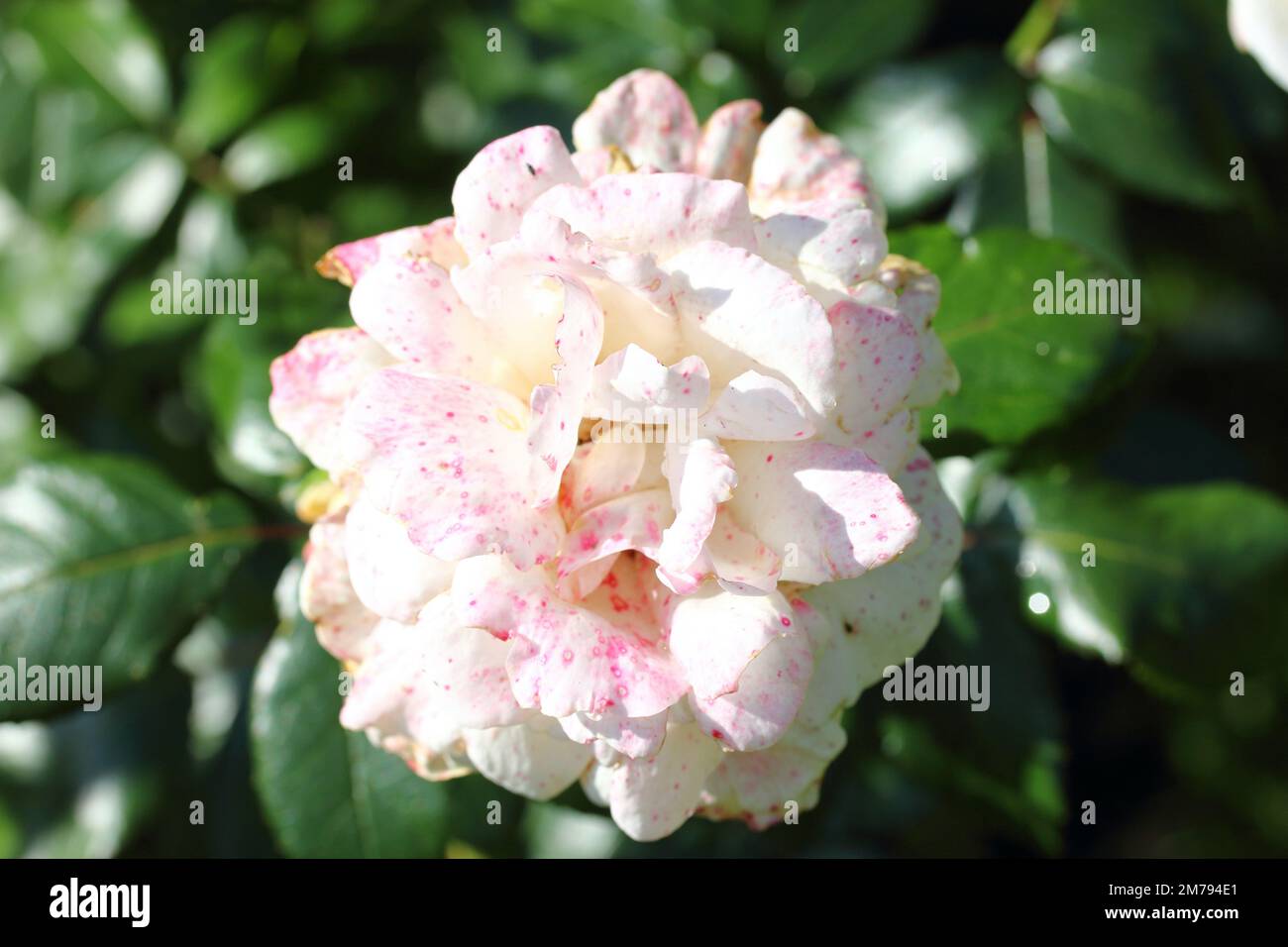 Una rosa è una pianta di fiori perenni legnosi del genere Rosa, della  famiglia delle Rosaceae, o del fiore che porta Foto stock - Alamy