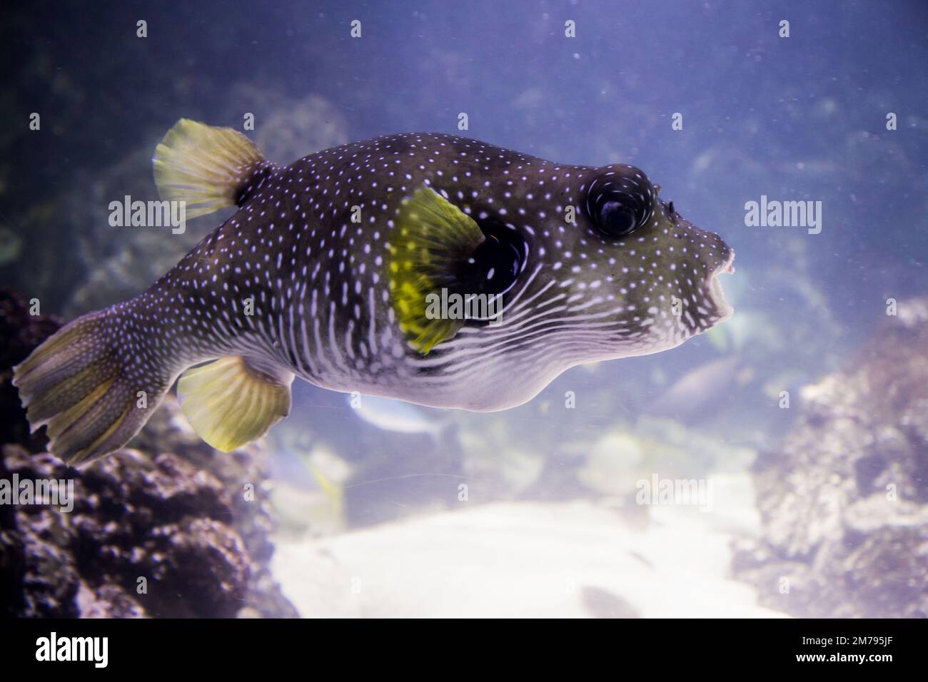 Un pesce puffer bianco, nuotando tra le rocce. Ha macchie bianche e pinne gialle Foto Stock