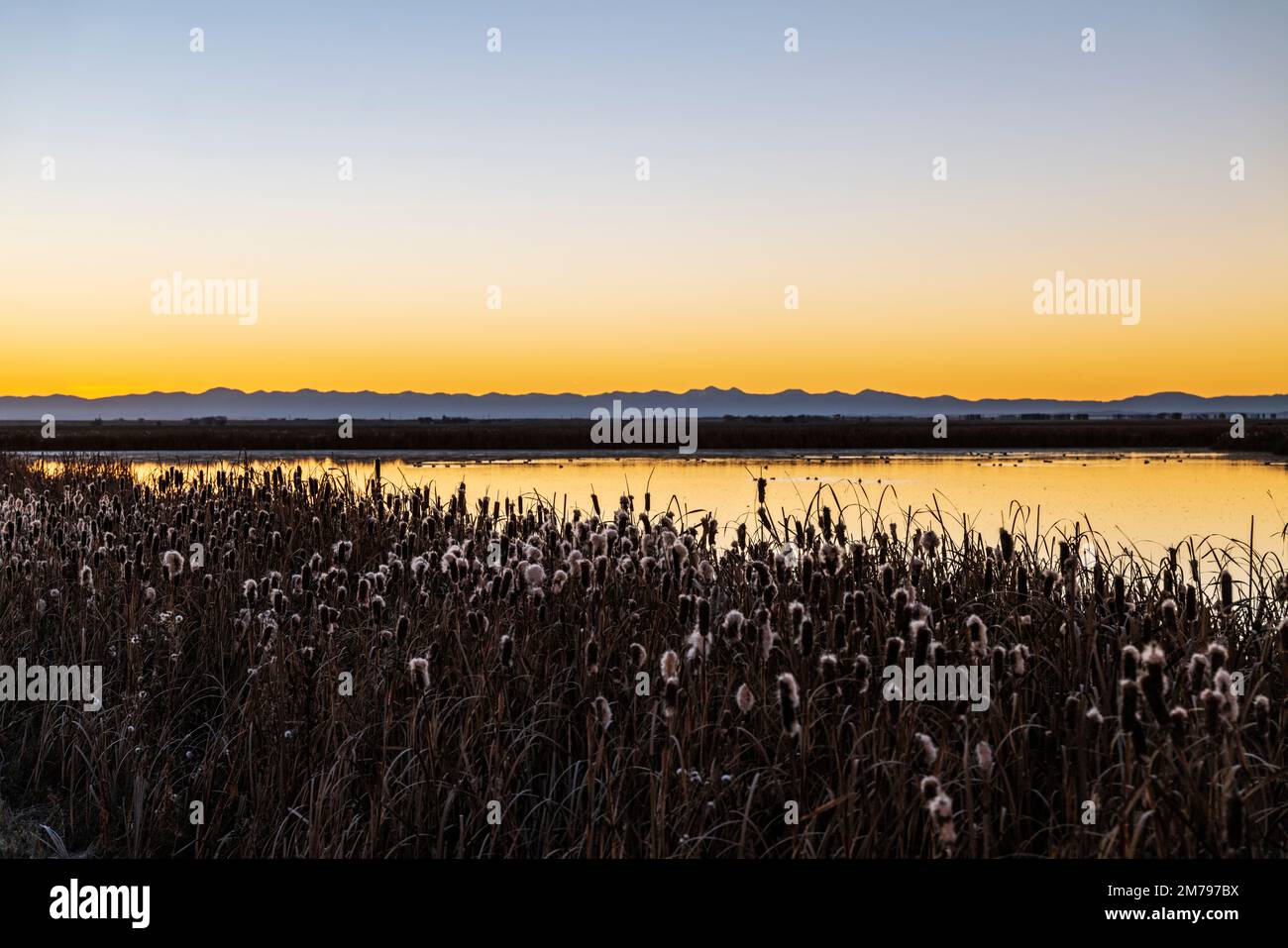 Sunrise; Cattails; Monte Vista National Wildlife Refuge; San Luis Valley; Colorado; USA Foto Stock