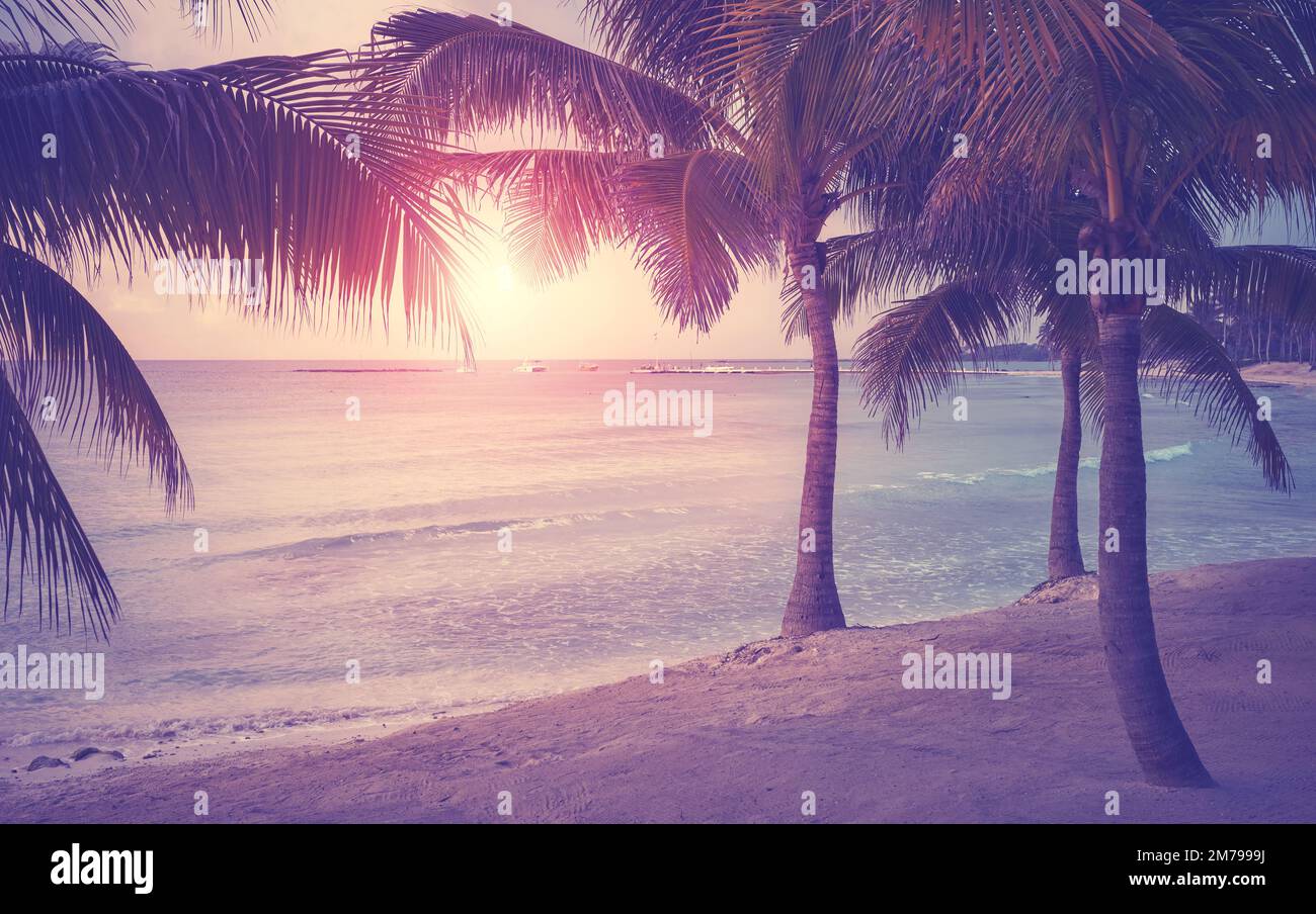 Palme da cocco su una spiaggia caraibica al tramonto, tonalità di colore applicato. Foto Stock
