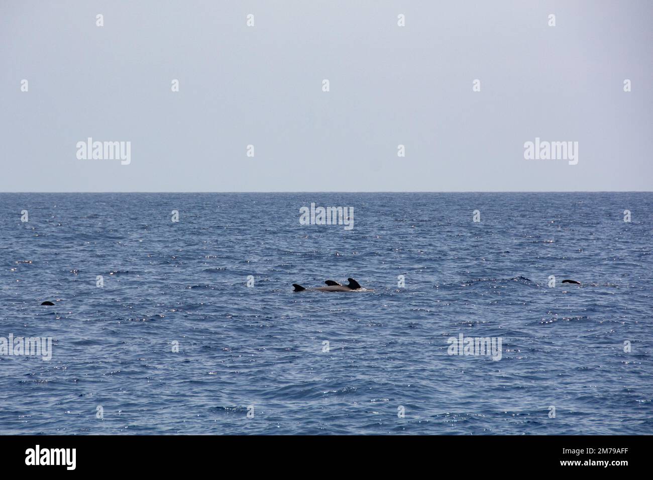 Avvistamenti di delfini e/o balene pilota al largo della costa di Tenerife, Spagna Foto Stock