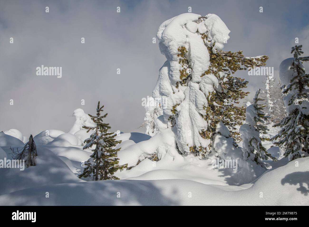 Stati Uniti, Montagne Rocciose, Wyoming, Parco Nazionale di Yellowstone, innevato nei boschi Foto Stock
