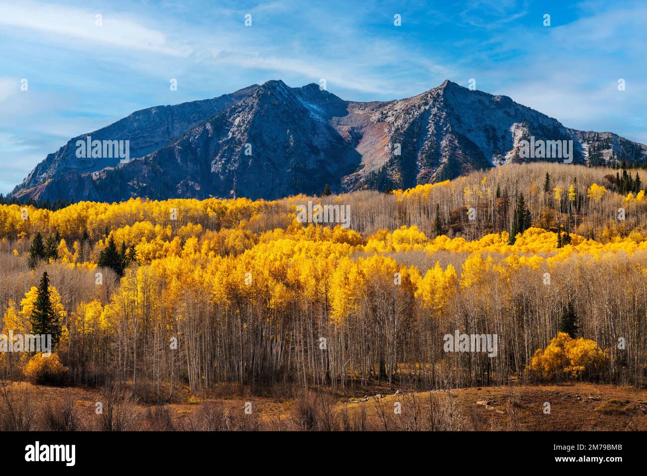 Colori del fogliame autunnale; Aspen Trees; Anthracite Range; West Elk Mountains vicino Kebler Pass; Colorado; USA Foto Stock