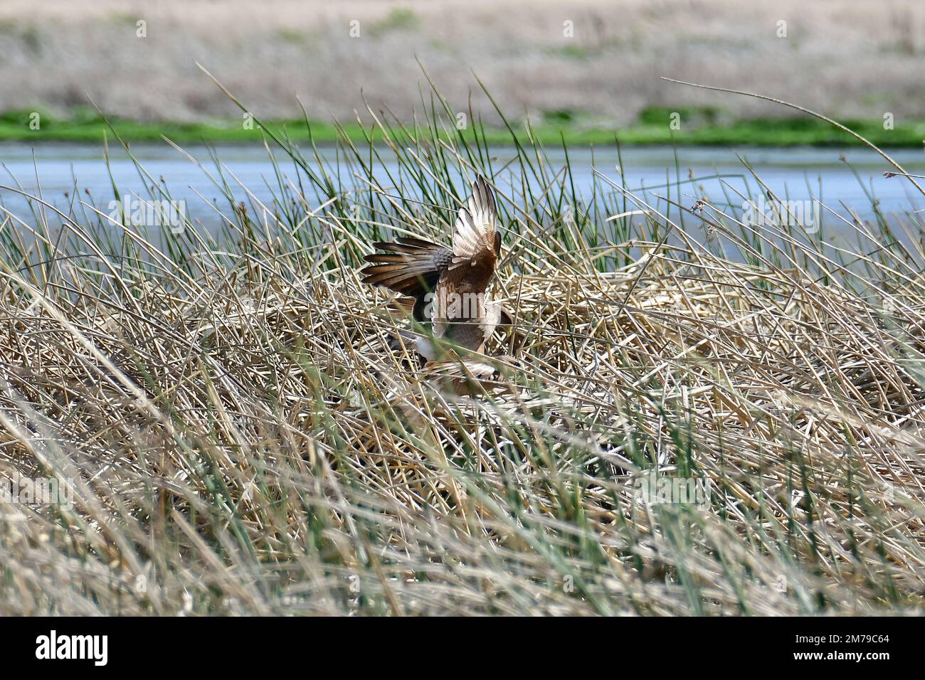 Chimango caracara, Milvago chimango, Chimangokarakara, Reserva Laguna Nimez, El Calafate, Santa Cruz Provincia, Argentina, Sud America Foto Stock