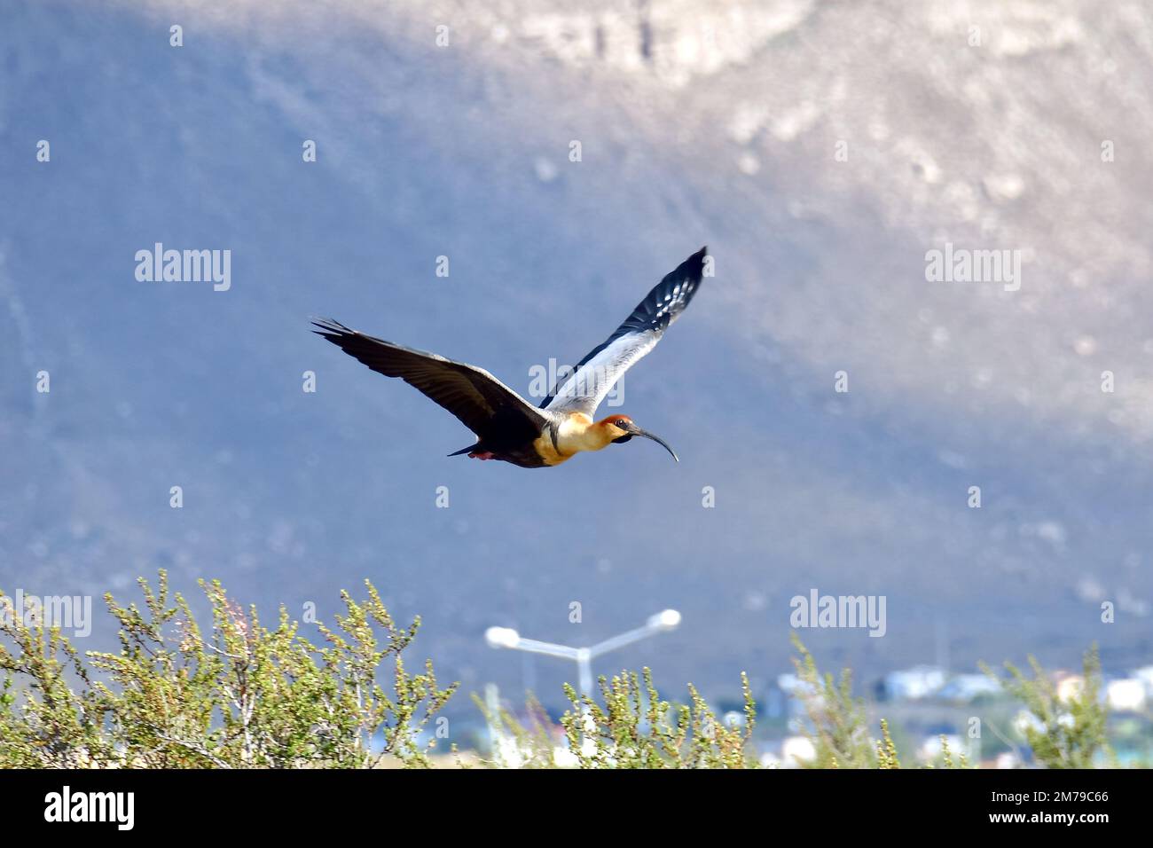 Nero-di fronte ibis, Theristicus melanopis, Schwarzzügelibis, Reserva Laguna Nimez, El Calafate, Santa Cruz Provincia, Argentina, Sud America Foto Stock