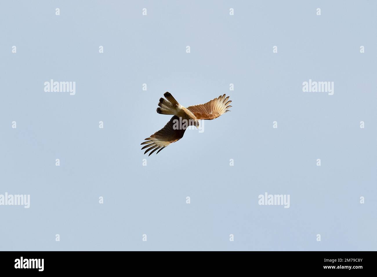 Chimango caracara, Milvago chimango, Chimangokarakara, Reserva Laguna Nimez, El Calafate, Santa Cruz Provincia, Argentina, Sud America Foto Stock