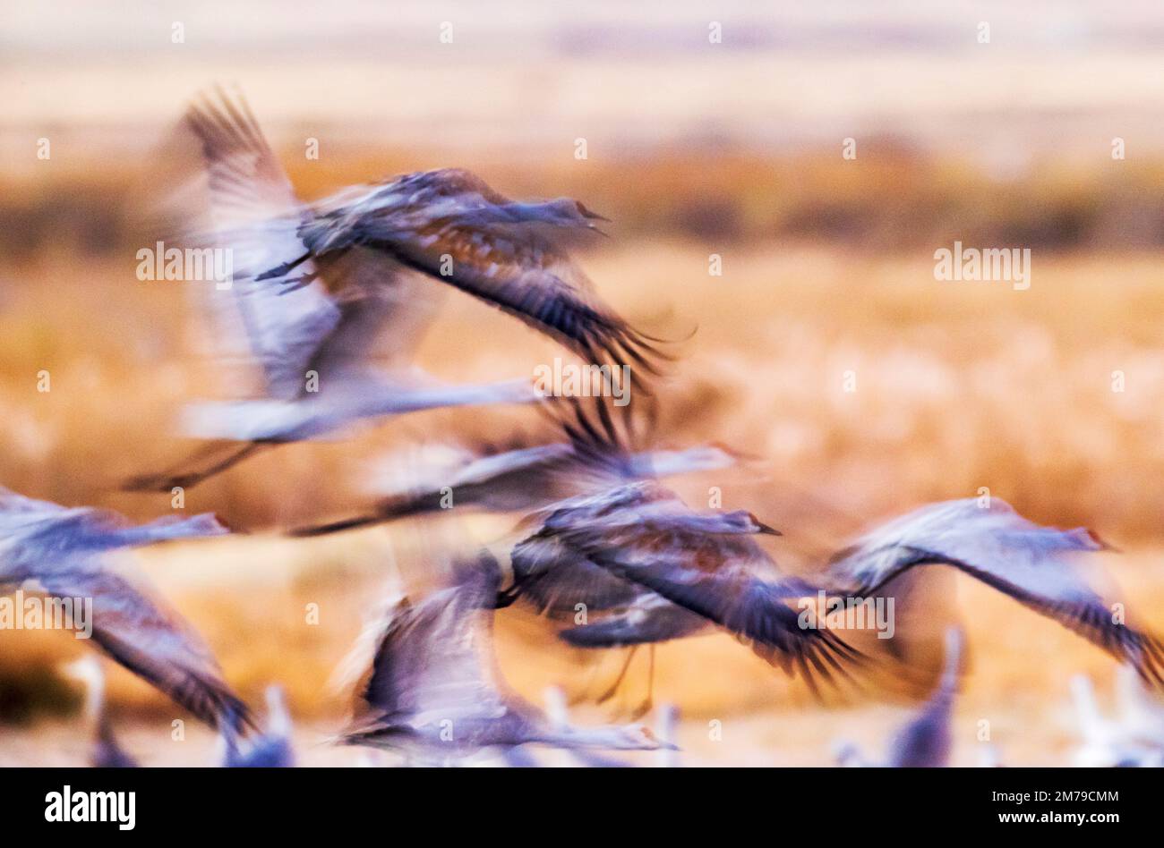 Panoramica; sfocatura; vista in movimento delle gru di Sandhill in volo all'alba; Monte Vista National Wildlife Refuge; San Luis Valley; Colorado; USA Foto Stock