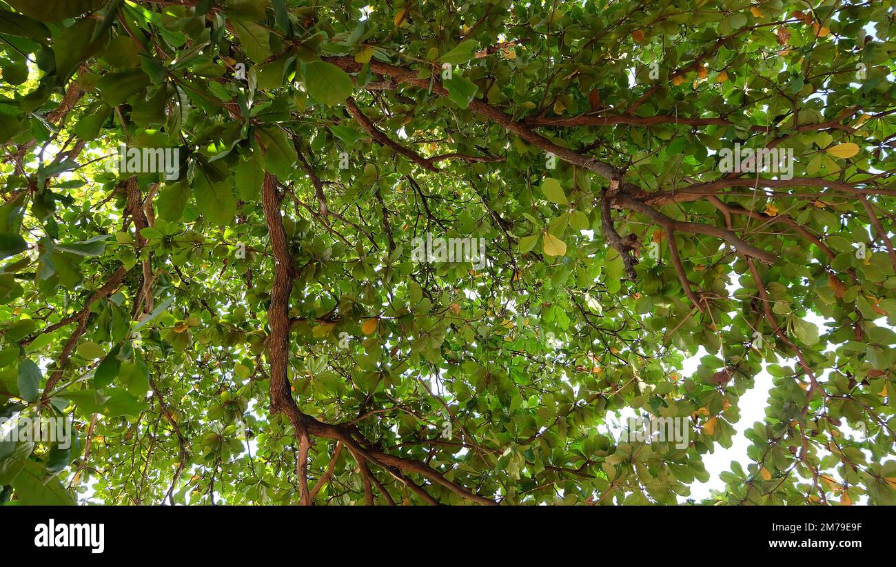 Guardando verso l'alto verso un baldacchino di rami e foglie verdi. Foto Stock