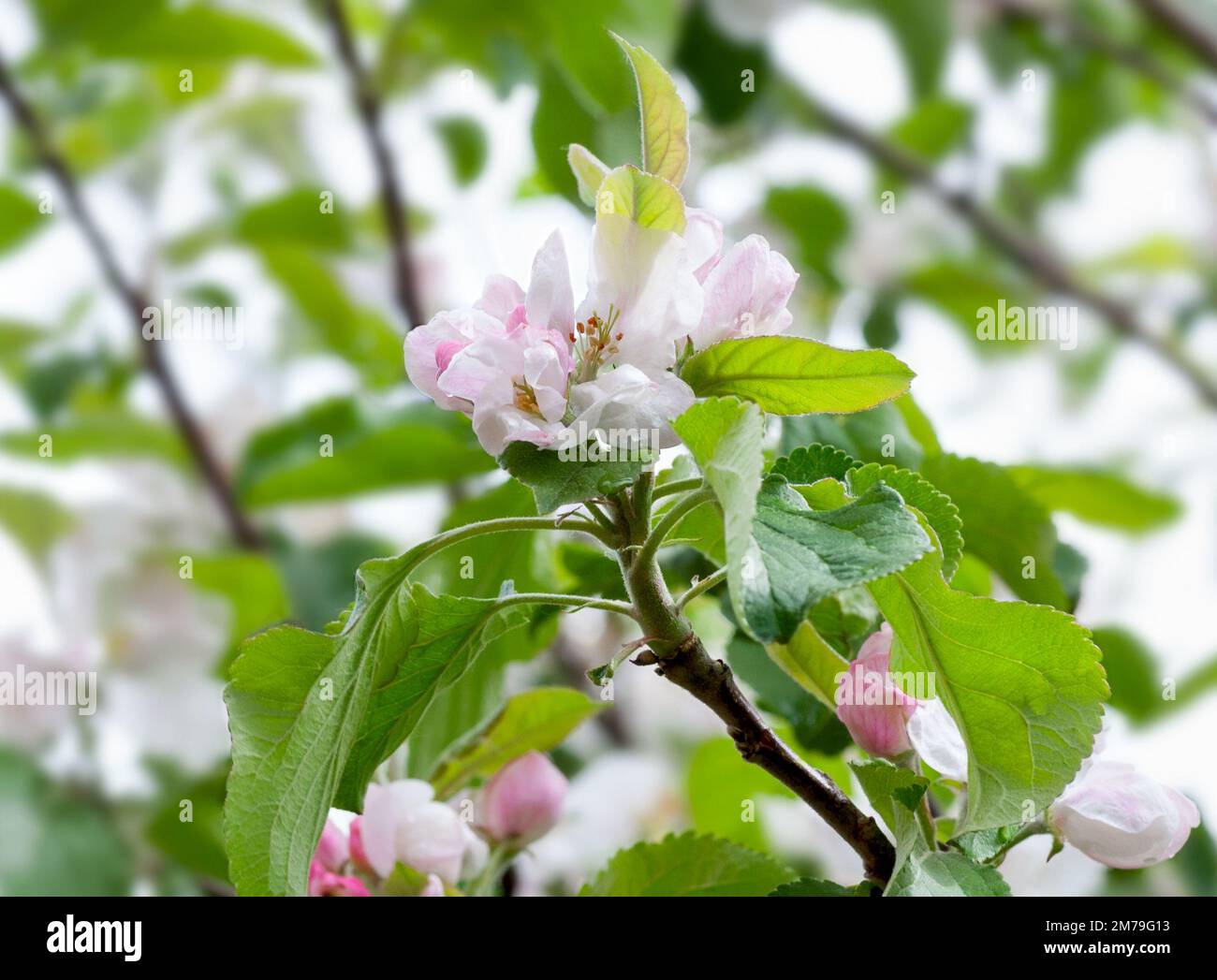 Albero di mela fiorente in primavera in una macro primo piano di Sunny day. Sfondo primaverile. Fioritura primaverile Foto Stock