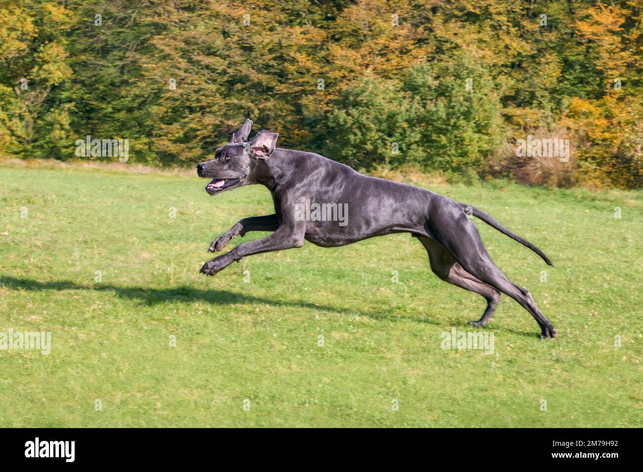 Blue Great Dane, una delle razze di cani più grandi, maschio, che corre giocosamente e potente attraverso un prato verde erba in autunno, Germania Foto Stock