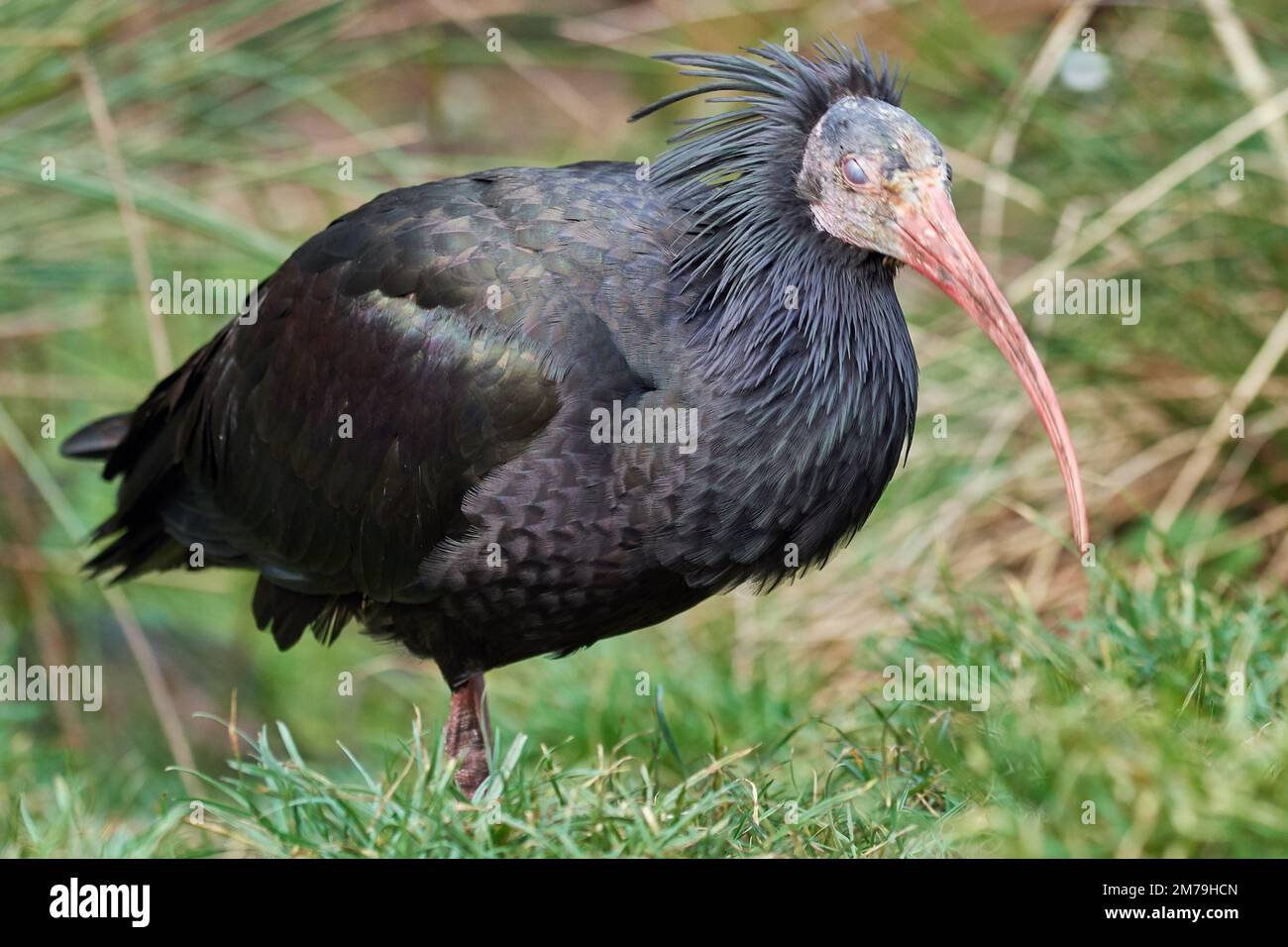 Northern Bald ibis o Waldrapp (Geronticus eremita) Foto Stock