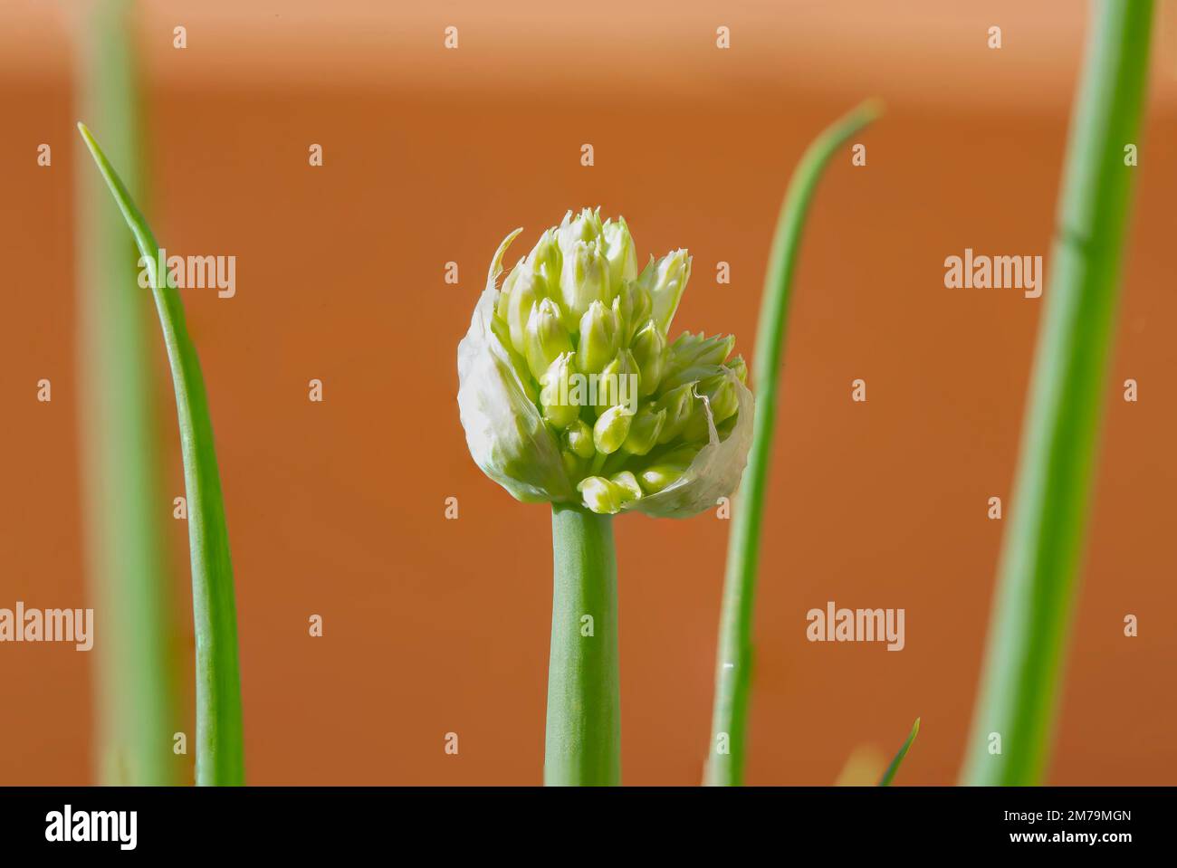 Cipolla fiorita (Allium cepa) pianta Foto stock - Alamy