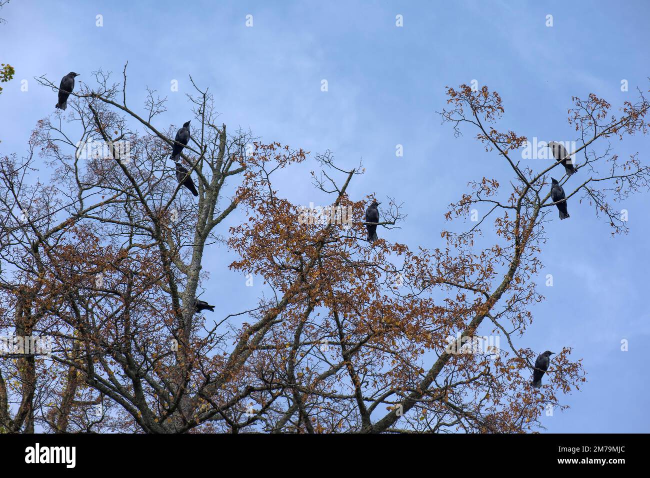 Corvid (Corvidae) in un albero, Baviera, Germania Foto Stock