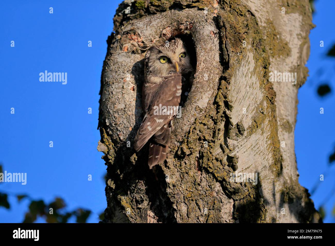Tengmalm's Owl (Aegolius funereus), adulto, su albero, allerta, guardando fuori di albero cavo, Foresta Boemia, Repubblica Ceca Foto Stock