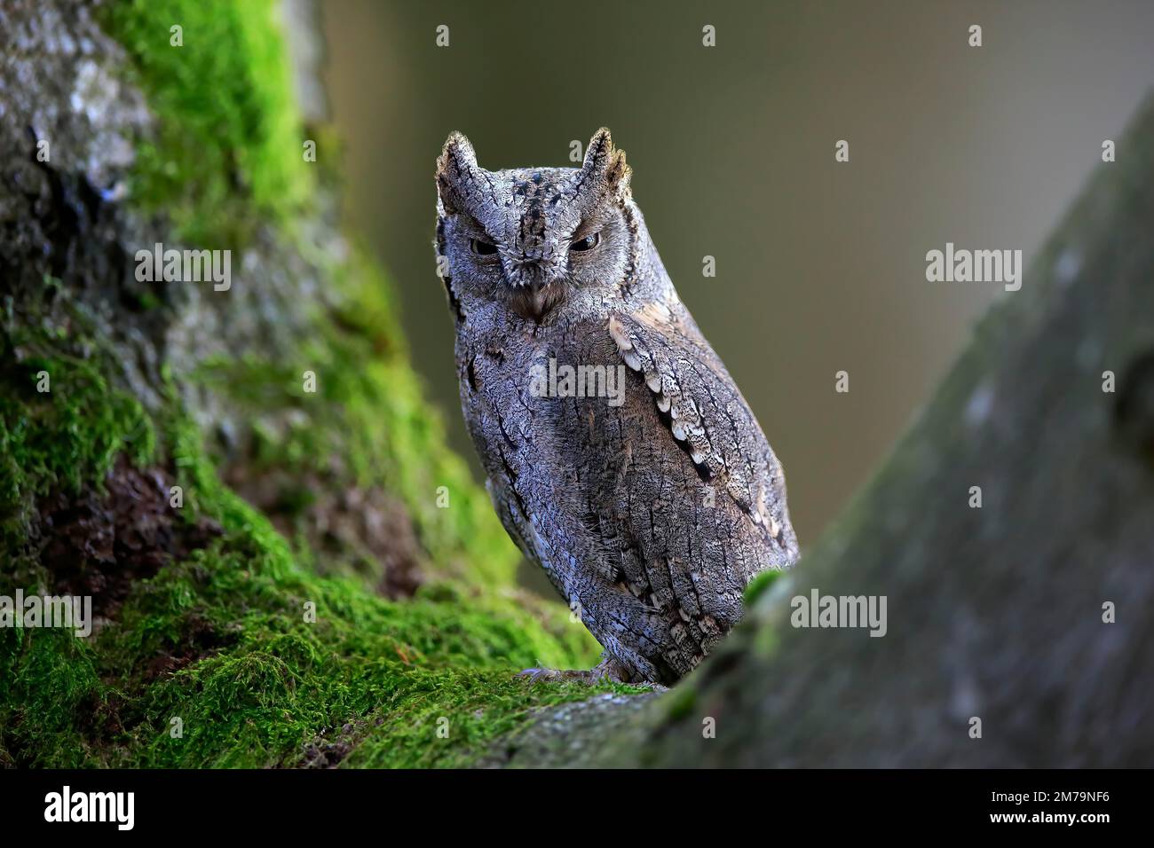 Europeo scope gufo (Otus scops), adulto, su albero, in autunno, allerta, Foresta Boemia, Repubblica Ceca Foto Stock
