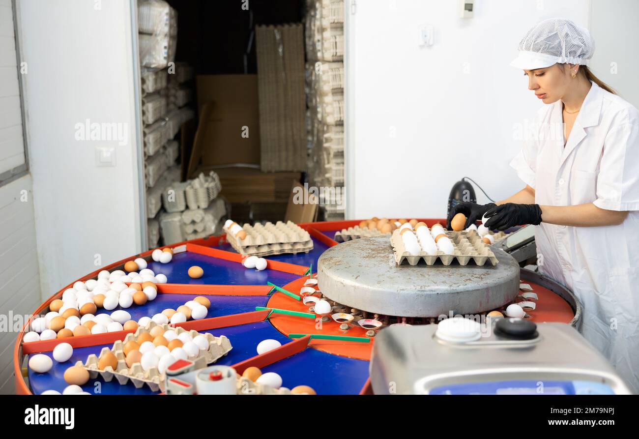 Giovane lavoratrice contadina focalizzata nella cernita del cappotto bianco e nell'etichettatura delle uova di pollo, mettendo le uova in vassoi speciali in azienda Foto Stock