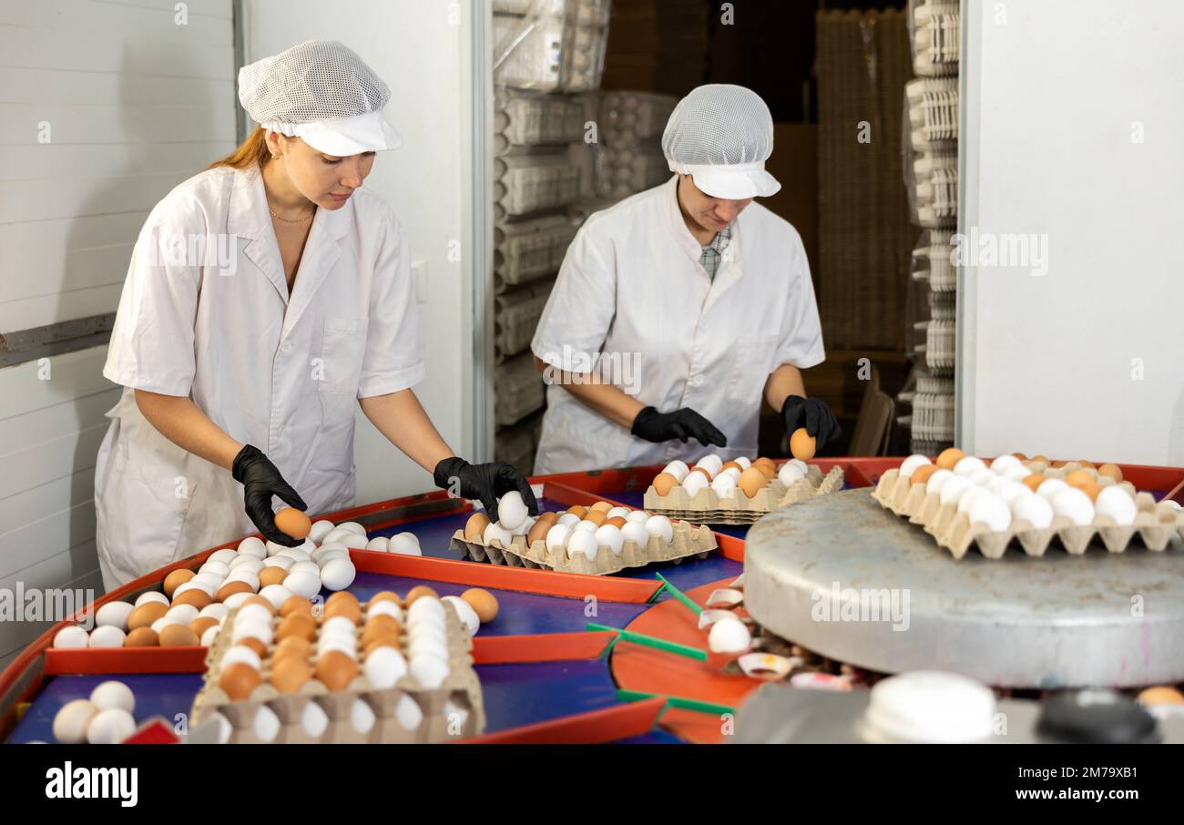 Due lavoratrici agricole che operano in modo uniforme per la cernita e l'etichettatura delle uova di pollo nell'azienda agricola Foto Stock